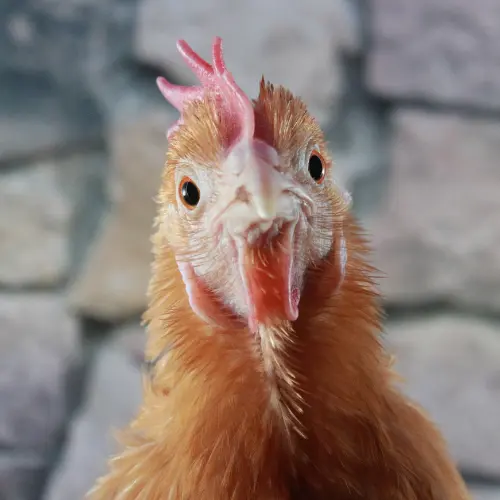A chickens face.